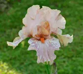 Kingtush2.webp