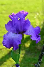 vienna walz.webp