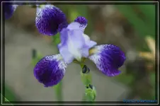 Kl. Blaue.webp
