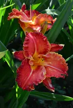 a7.webp