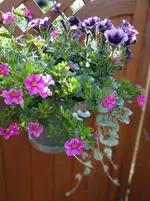 113.webp