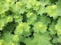Bilda022.webp