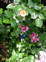 IMG_4764.webp