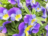 Bilda047.webp