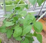 bohnen2.webp