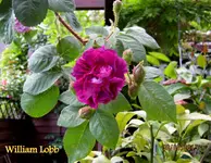 IMG_4777-001.webp