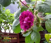 IMG_4778-001.webp