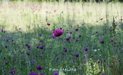 IMG_8508.webp