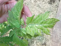 tomatenblaetter.webp
