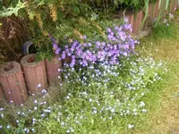 Glockenblumen.webp