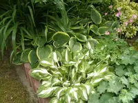 Hostabeet.webp