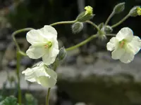 DSCN8793.webp