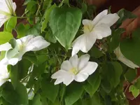 20150530 007.webp