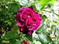 IMG_4722-001.webp