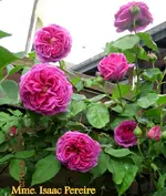 IMG_4747.webp