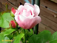 IMG_4749.webp