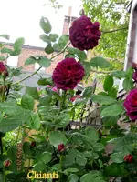 IMG_4753.webp