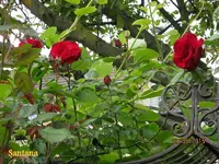 IMG_4758.webp