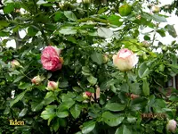 IMG_4761.webp