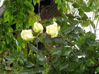 IMG_4762.webp