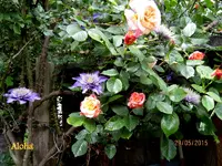 IMG_4765.webp