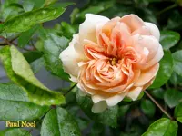 IMG_4780.webp