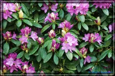 comp_DSC03605.webp