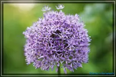 comp_DSC03603.webp