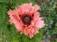 P5300001_(1024_x_768).webp