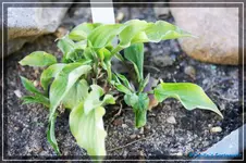 comp_DSC03611.webp