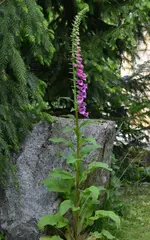 Digitalis.webp