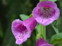 Digitalis1.webp