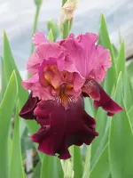 Medici Prince.webp