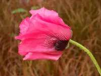 Raspberry Queen 2.webp