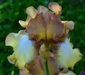 patina3.webp