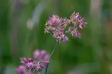 DSC_3938.webp