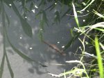 DSC01646.jpg