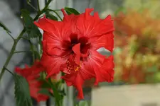 DSC09239.webp