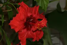 DSC09260.webp