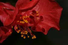 DSC09254.webp