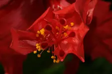 DSC09250.webp