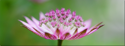 Sterndolde.webp