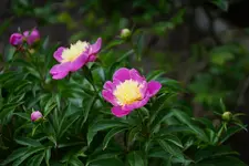 Pfingstrose.webp