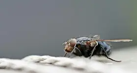 graue Fleischfliege.webp