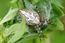 Eichblattradspinne (3).webp