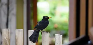 Amsel Männchen  (1).webp