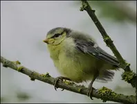 Junge Blaumeisen ausgeflogen (3).webp