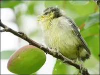 Junge Blaumeisen ausgeflogen (41).webp