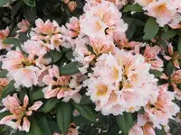 Bilda013.webp