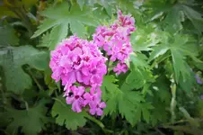 DSCF1123 (2).webp